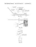 SELECTIVE NUCLEIC ACID AMPLIFICATION FROM NUCLEIC ACID POOLS diagram and image