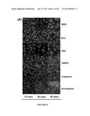 ANTIVIRAL THERAPIES WITH PHOSPHOLIPASE D INHIBITORS diagram and image