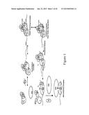 IDENTIFICATION AND USE OF COMPOUNDS THAT AFFECT THE FIDELITY OF EUKARYOTIC     TRANSLATION INITIATION CODON SELECTION diagram and image