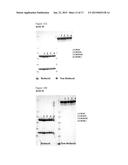 Method for Producing Protein diagram and image