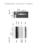 COMPOUNDS, COMPOSITIONS, PHARMACEUTICAL COMPOSITIONS, AND METHODS OF USE diagram and image