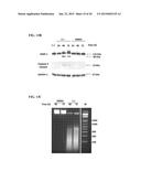 COMPOUNDS, COMPOSITIONS, PHARMACEUTICAL COMPOSITIONS, AND METHODS OF USE diagram and image