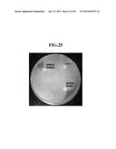 CYCLIC PENTADEPSIPEPTIDES AND MICROORGANISM OF FUSARIUM STRAIN PRODUCING     THE SAME diagram and image