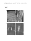 Methods for Modulating Hair Growth Using Truncated Laminin-511 diagram and image