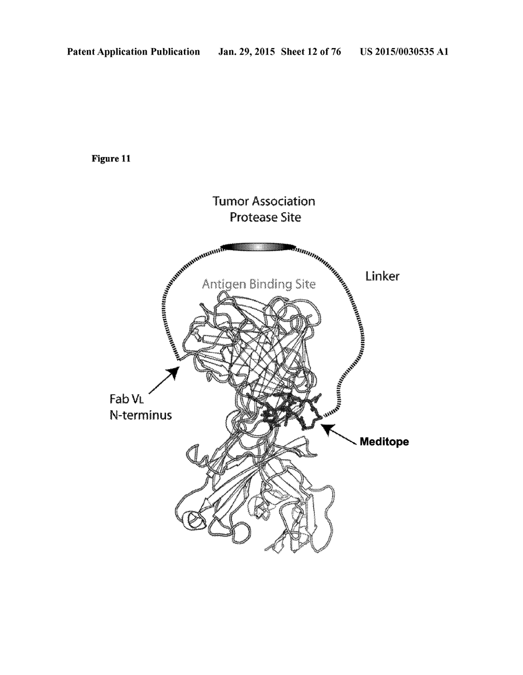 MEDITOPES AND MEDITOPE-BINDING ANTIBODIES AND USES THEREOF - diagram, schematic, and image 13