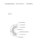 METHODS FOR INDUCING IMMUNE TOLERANCE TO ORGAN TRANSPLANTS diagram and image