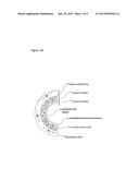 METHODS FOR INDUCING IMMUNE TOLERANCE TO ORGAN TRANSPLANTS diagram and image