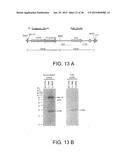 Lysosomal  Storage Disease Enzyme diagram and image