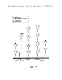 Lysosomal  Storage Disease Enzyme diagram and image