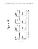 ANTI-VASCULAR ENDOTHELIAL GROWTH FACTOR RECEPTOR-2 CHIMERIC ANTIGEN     RECEPTORS AND USE OF SAME FOR THE TREATMENT OF CANCER diagram and image