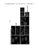 ANTI-ANG2 ANTIBODY diagram and image