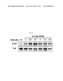 METHOD OF BLOCKING VASCULAR LEAKAGE USING AN ANTI-ANG2 ANTIBODY diagram and image