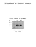 LOW DENSITY LIPOPROTEIN - RELATED PROTEIN 6 (LRP6) - HALF LIFE EXTENDER     CONSTRUCTS diagram and image