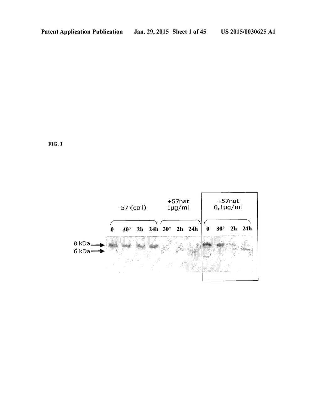 GAS57 MUTANT ANTIGENS AND GAS57 ANTIBODIES - diagram, schematic, and image 02