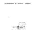 GAS57 MUTANT ANTIGENS AND GAS57 ANTIBODIES diagram and image