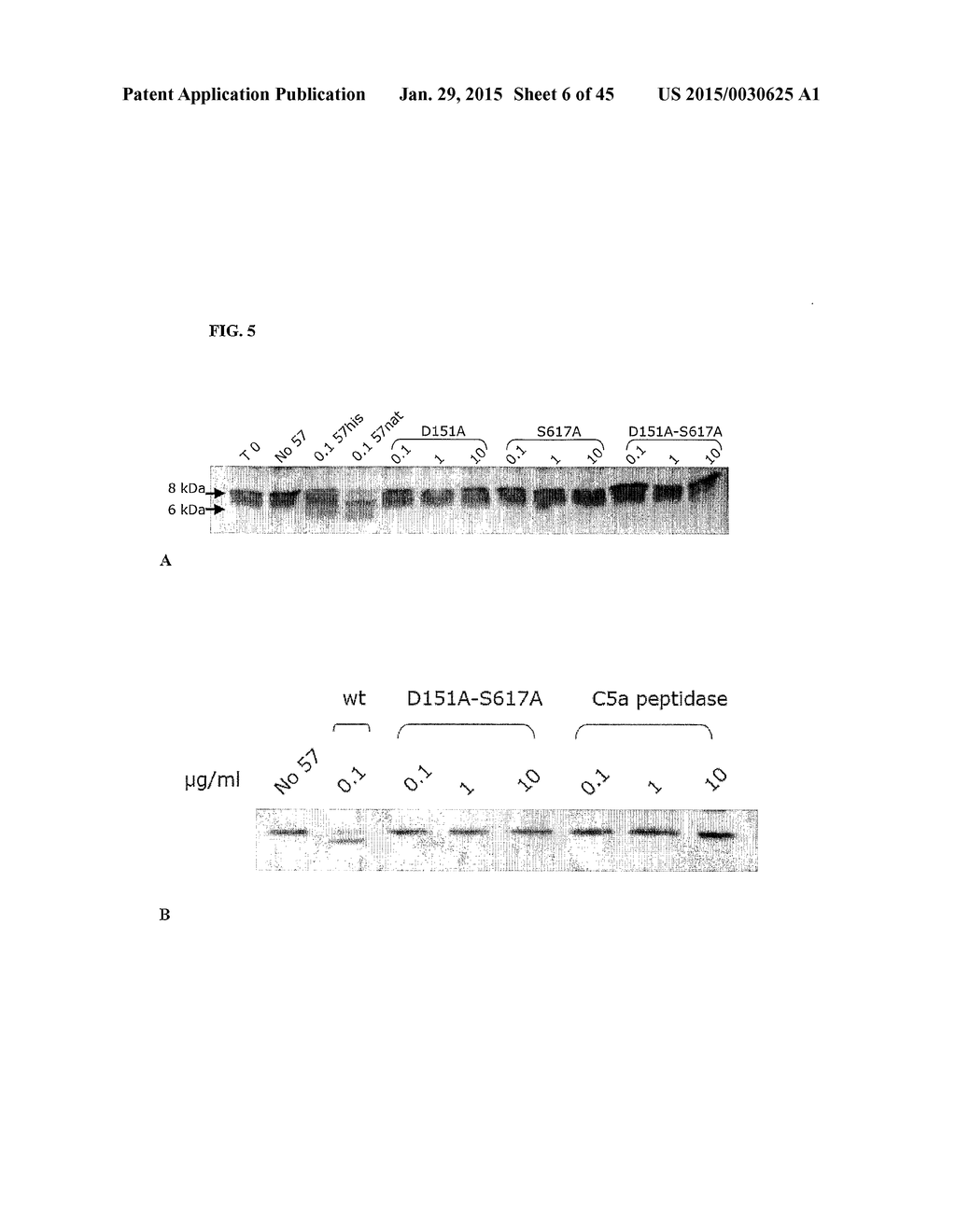 GAS57 MUTANT ANTIGENS AND GAS57 ANTIBODIES - diagram, schematic, and image 07