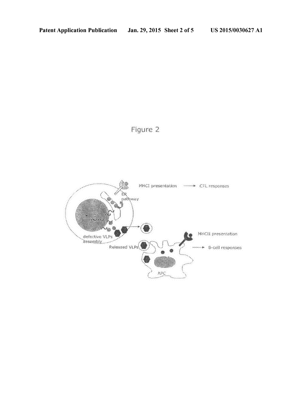 Trans-complementing, replication deficient lentiviral vectors and methods     for making and using them - diagram, schematic, and image 03