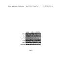 COMPOSITIONS COMPRISING EXTRACTS OR MATERIALS DERIVED FROM PALM OIL     VEGETATION LIQUOR FOR INHIBITION OF VISION LOSS DUE TO ANGIOGENESIS AND     METHOD OF PREPARATION THERE diagram and image