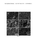 BORON-MODIFIED SILAZANES FOR SYNTHESIS OF SIBNC CERAMICS diagram and image