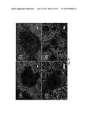 BORON-MODIFIED SILAZANES FOR SYNTHESIS OF SIBNC CERAMICS diagram and image