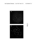 METHODS FOR DETECTING HUMAN PAPILLOMAVIRUS-ASSOCATED CANCERS diagram and image