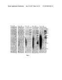 DEVELOPMENT OF SPECIFIC IMMUNOASSAY CRITICAL REAGENTS FOR PHARMACOKINETIC     ASSESSMENTS OF PEPTIDE POLYMERS IN PRECLINICAL AND CLINICAL MATRICES diagram and image