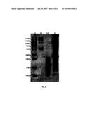 DEVELOPMENT OF SPECIFIC IMMUNOASSAY CRITICAL REAGENTS FOR PHARMACOKINETIC     ASSESSMENTS OF PEPTIDE POLYMERS IN PRECLINICAL AND CLINICAL MATRICES diagram and image