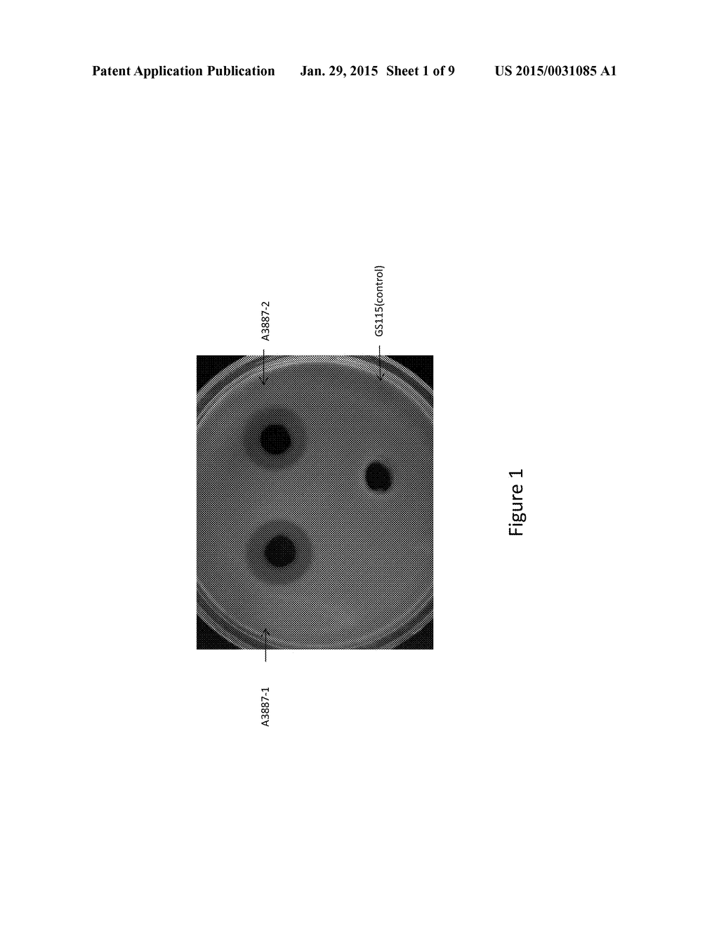 Novel Leech Hyaluronidase and Its Application - diagram, schematic, and image 02