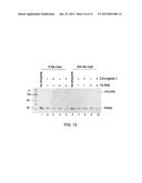 LIGASE-ASSISTED NUCLEIC ACID CIRCULARIZATION AND AMPLIFICATION diagram and image