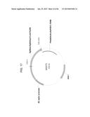 MULTIZYMES AND THEIR USE IN MAKING POLYUNSATURATED FATTY ACIDS diagram and image