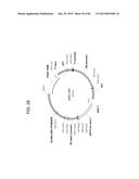 MULTIZYMES AND THEIR USE IN MAKING POLYUNSATURATED FATTY ACIDS diagram and image