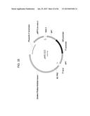 MULTIZYMES AND THEIR USE IN MAKING POLYUNSATURATED FATTY ACIDS diagram and image