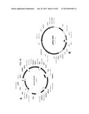 MULTIZYMES AND THEIR USE IN MAKING POLYUNSATURATED FATTY ACIDS diagram and image