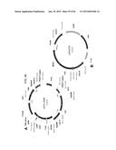 MULTIZYMES AND THEIR USE IN MAKING POLYUNSATURATED FATTY ACIDS diagram and image