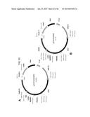 MULTIZYMES AND THEIR USE IN MAKING POLYUNSATURATED FATTY ACIDS diagram and image