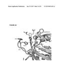 MUTEINS OF A1M LIPOCALIN AND METHOD OF PRODUCTION THEREFOR diagram and image