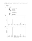 MUTEINS OF A1M LIPOCALIN AND METHOD OF PRODUCTION THEREFOR diagram and image