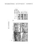 METHOD FOR PREVENTING ULTRAVIOLET RADIATION-INDUCED CUTANEOUS DAMAGE AND     DEVELOPMENT OF SQUAMOUS CELL CARCINOMAS diagram and image