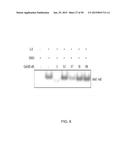 METHODS AND COMPOSITIONS FOR PREVENTION OF ALLERGIC REACTION diagram and image