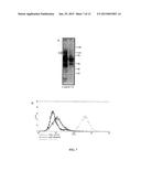 HMGN2 PEPTIDES AND RELATED MOLECULES THAT SELECTIVELY HOME TO TUMOR BLOOD     VESSELS AND TUMOR CELLS diagram and image