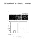 PHARMACEUTICAL COMPOSITION COMPRISING BICYCLIC PYRIDINOL DERIVATIVES FOR     PREVENTING OR TREATING DISEASES CAUSED BY ANGIOGENESIS diagram and image