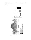 MAMMALIAN HOMOLOGUES OF FLOWER, THEIR USE IN CANCER DIAGNOSTICS,     PREVENTION AND TREATMENT diagram and image