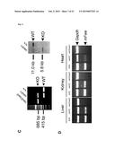 MAMMALIAN HOMOLOGUES OF FLOWER, THEIR USE IN CANCER DIAGNOSTICS,     PREVENTION AND TREATMENT diagram and image