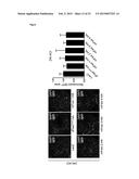 MAMMALIAN HOMOLOGUES OF FLOWER, THEIR USE IN CANCER DIAGNOSTICS,     PREVENTION AND TREATMENT diagram and image