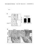 MAMMALIAN HOMOLOGUES OF FLOWER, THEIR USE IN CANCER DIAGNOSTICS,     PREVENTION AND TREATMENT diagram and image