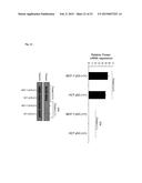 MAMMALIAN HOMOLOGUES OF FLOWER, THEIR USE IN CANCER DIAGNOSTICS,     PREVENTION AND TREATMENT diagram and image