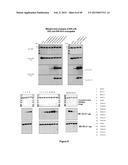 TARGETED LYSOSOMAL ENZYME COMPOUNDS diagram and image