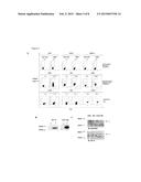 ANTI-SIGLEC-15 ANTIBODIES AND USES THEREOF diagram and image