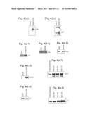 CYTOTOXIC AGENTS diagram and image