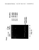 PRIMERS AND METHODS FOR THE DETECTION AND DISCRIMINATION OF NUCLEIC ACIDS diagram and image